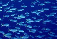 bio-fish